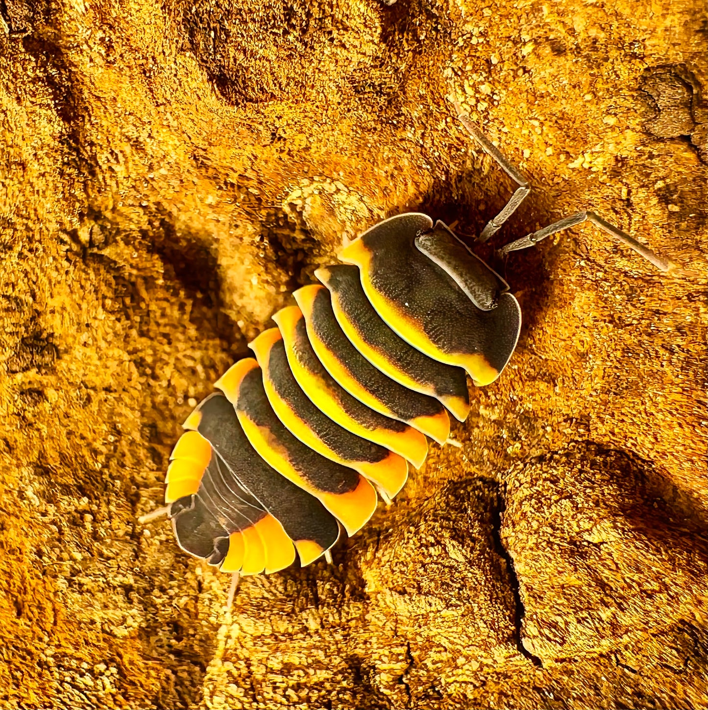 Ardentiella sp "Ember Bee"