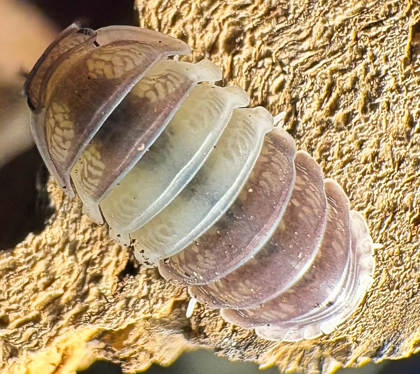 Cubaris sp "Panda King"