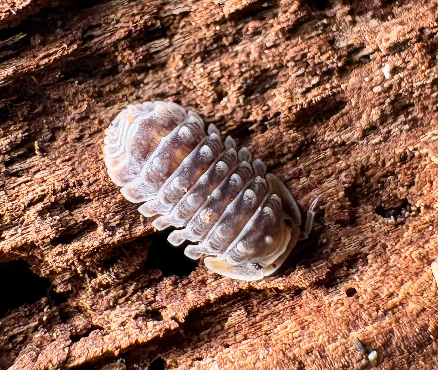 Isopoda sp "Shiny Gator"
