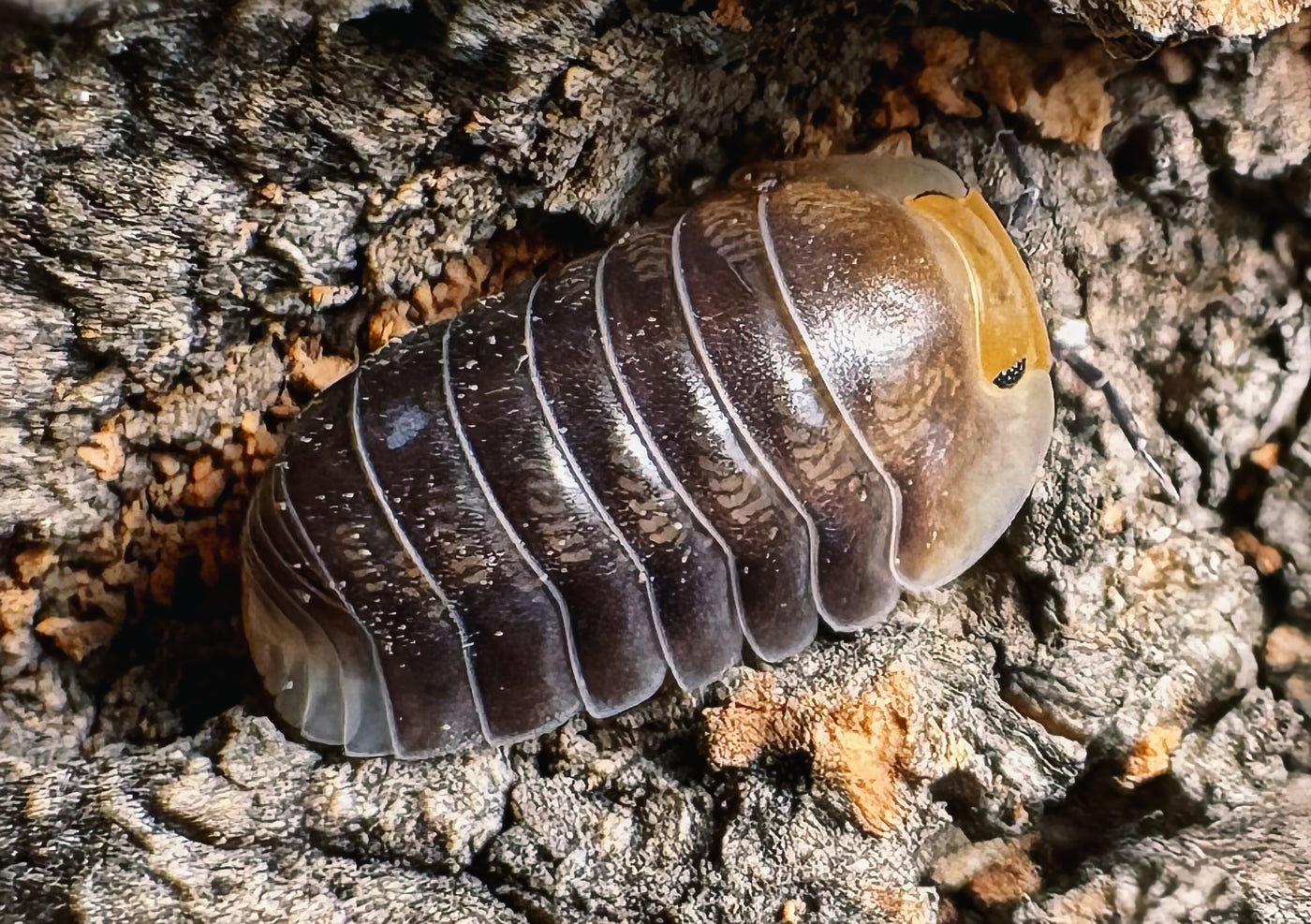 Cubaris sp "Orca"