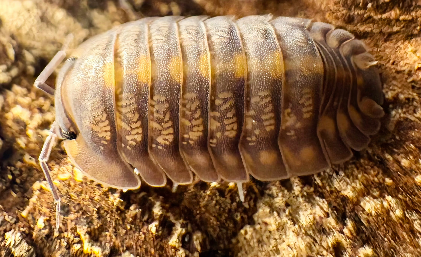 Cubaris sp "Phipun Tiger"
