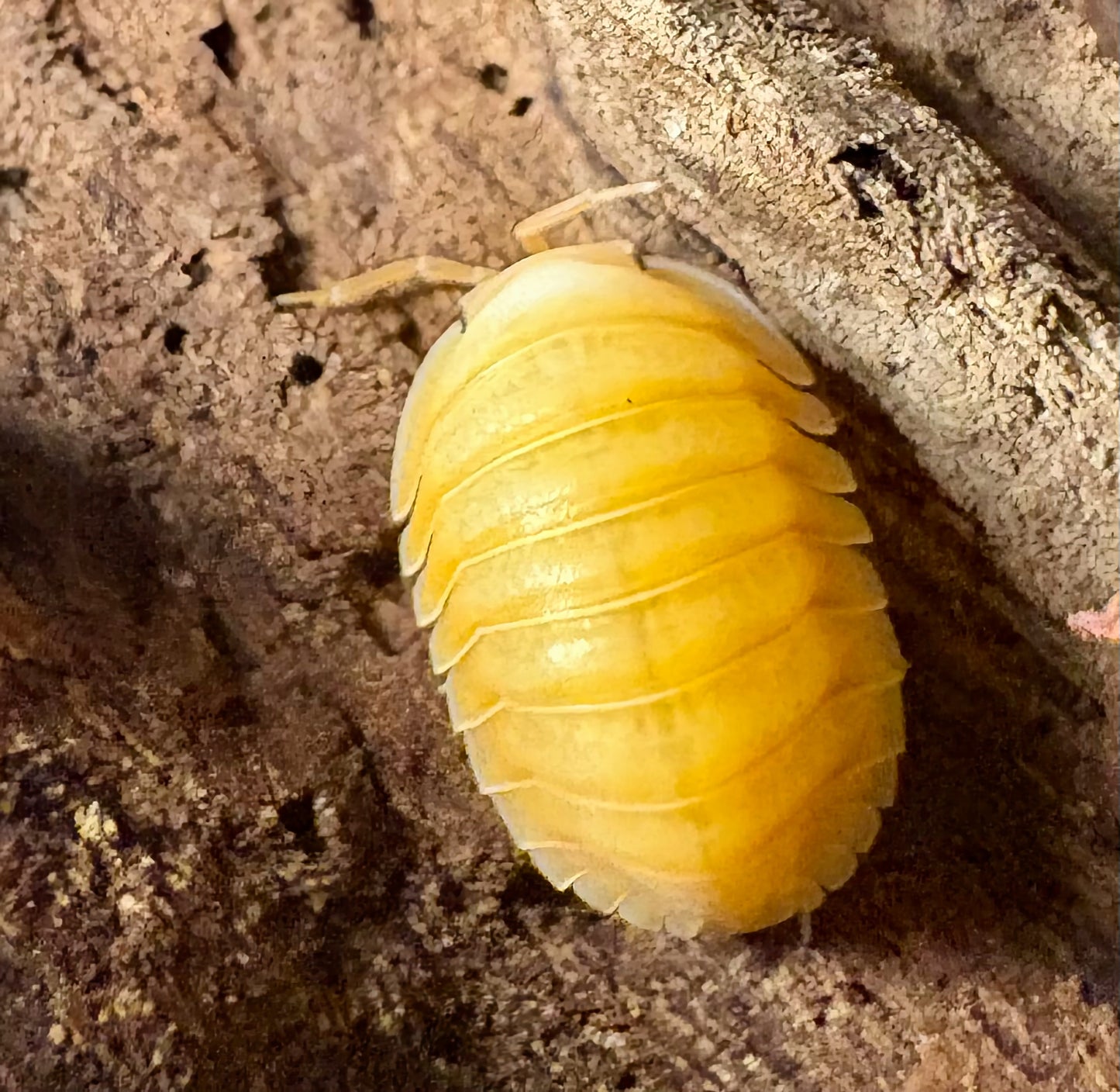 Cubaris sp "Orange Freezy"