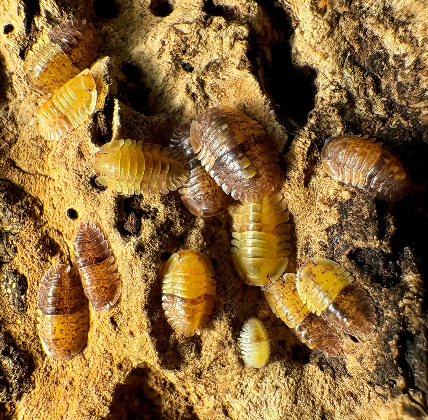Filipinodillo sp "Giant Banahao"