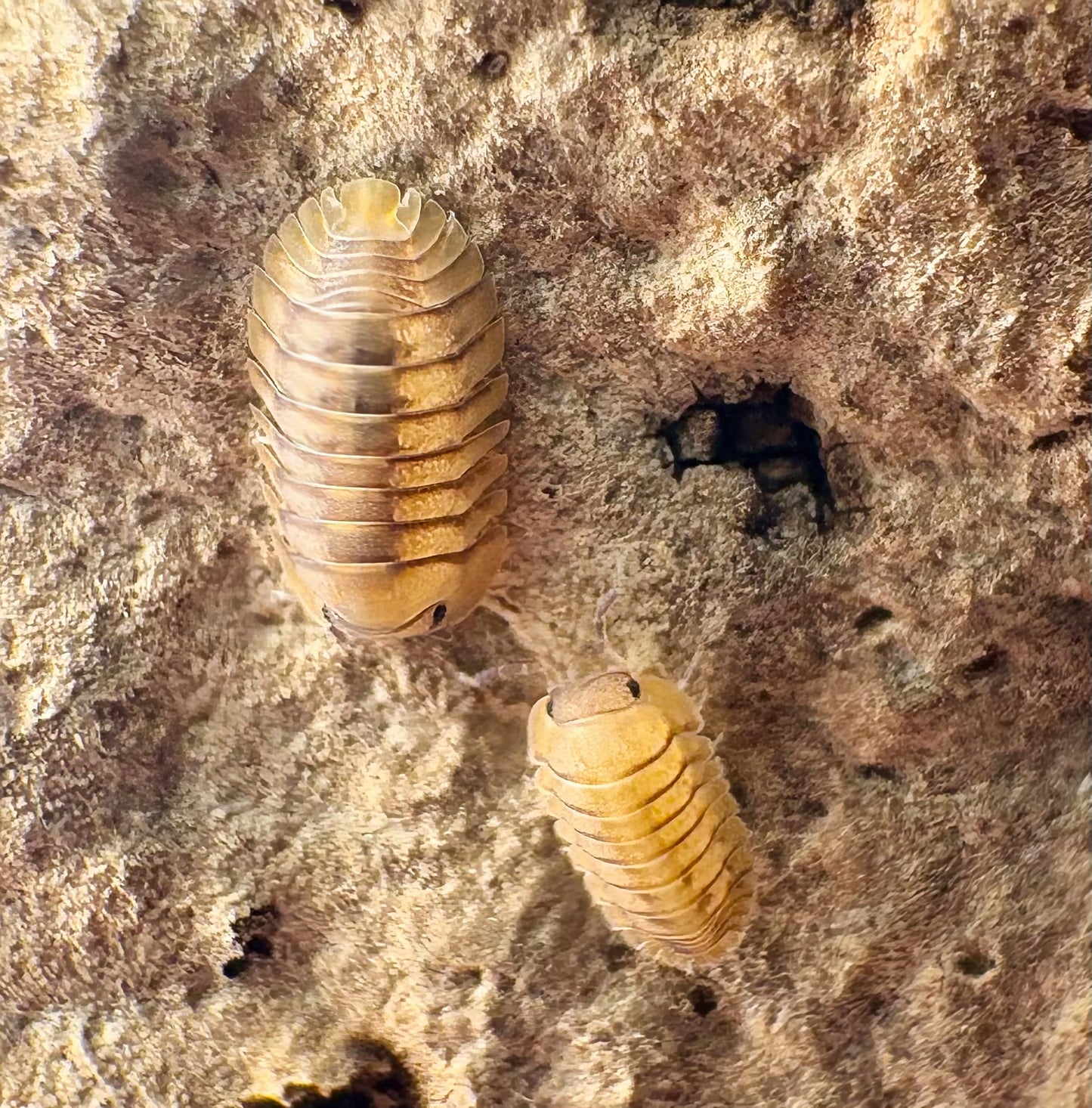 Cubaris sp "Yellow Tiger"
