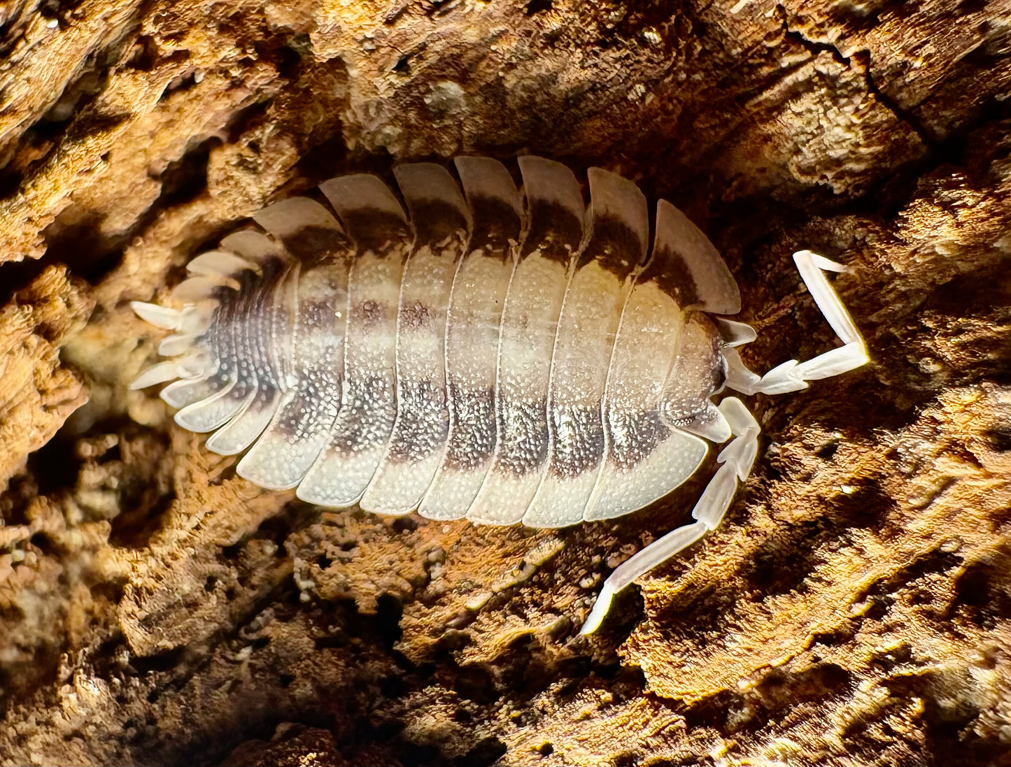Porcellio werneri "Silverback"