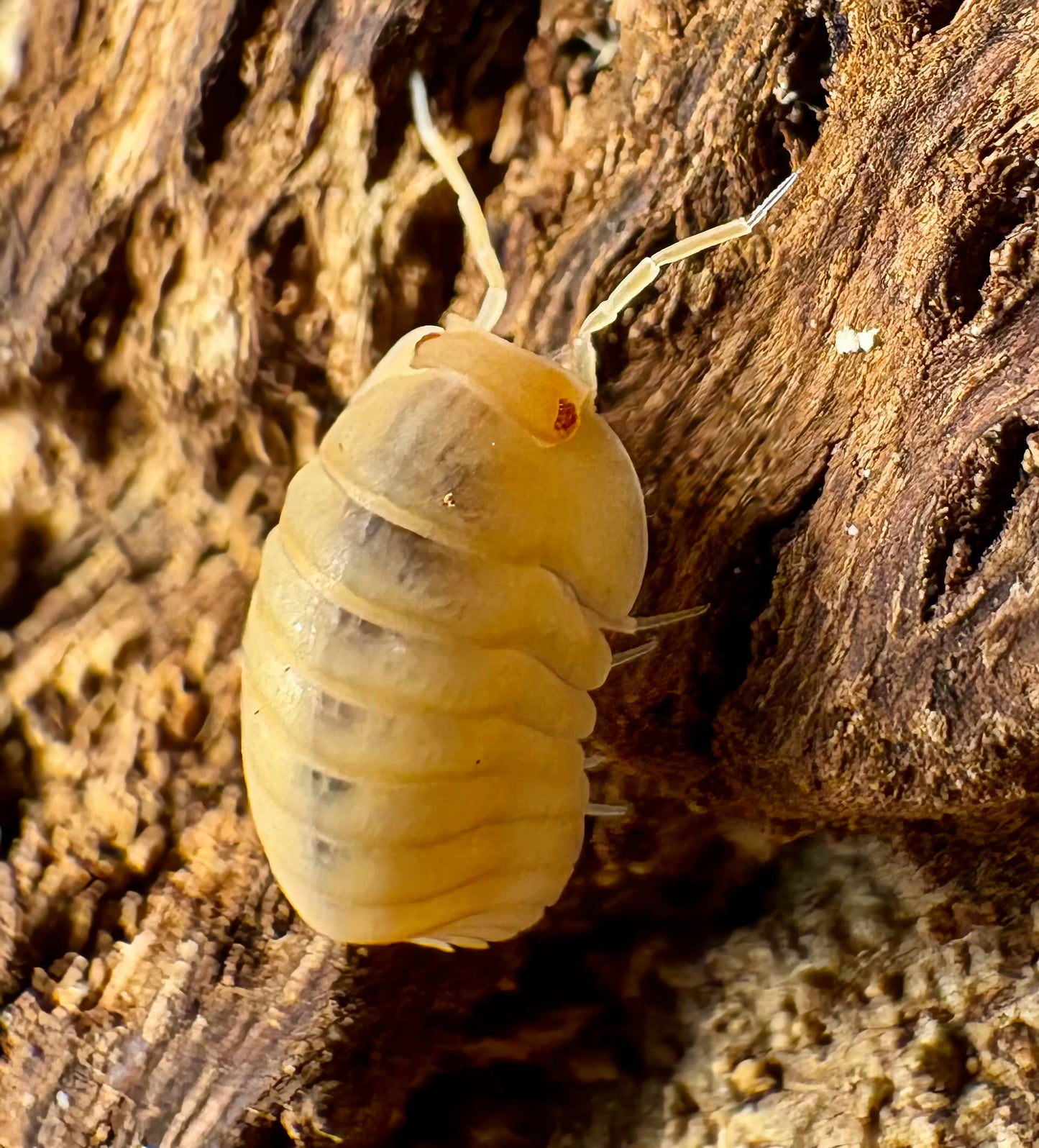 Cubaris sp "Red Edge Peach"