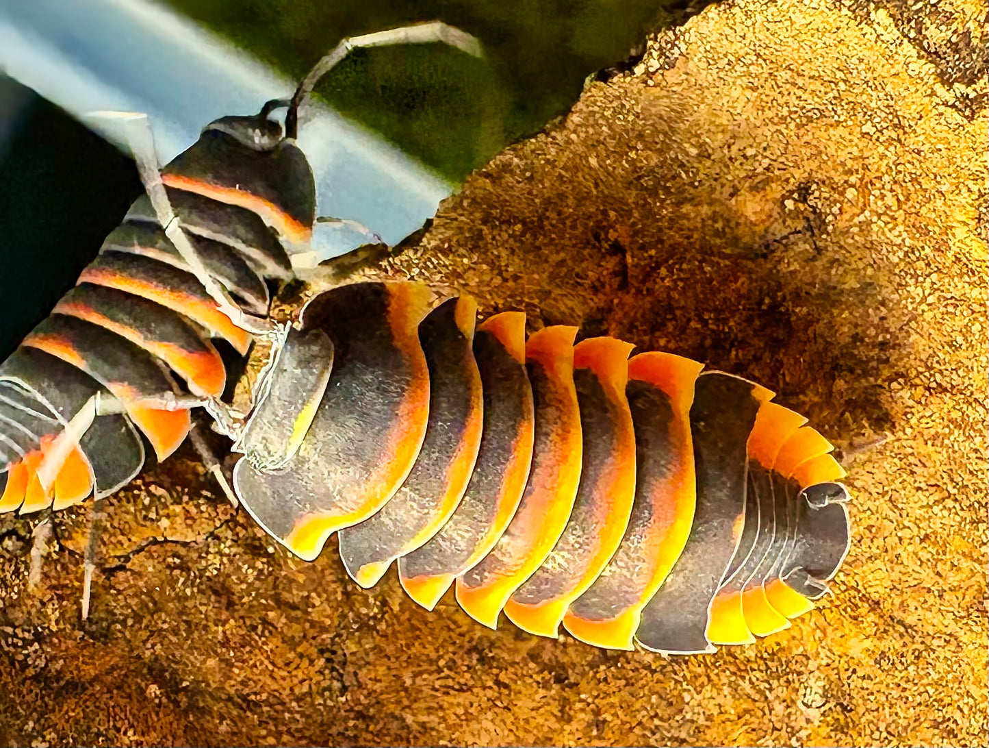 Ardentiella sp "Ember Bee"