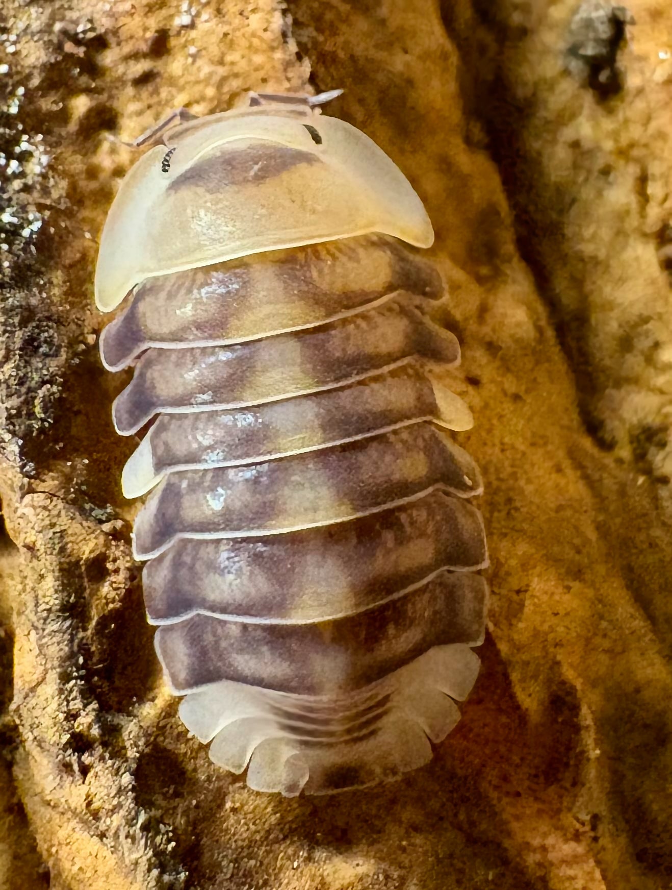 Cubaris sp "White Ducky"