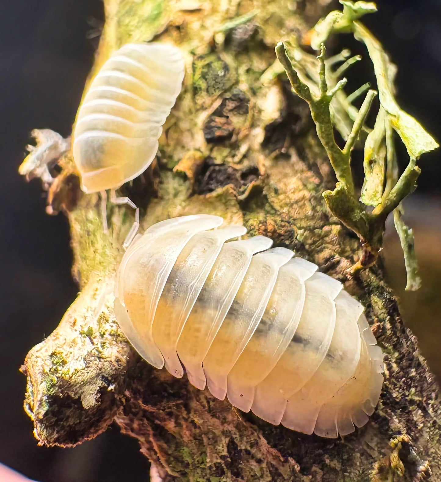 Cubaris sp "Frosty Jupiter"