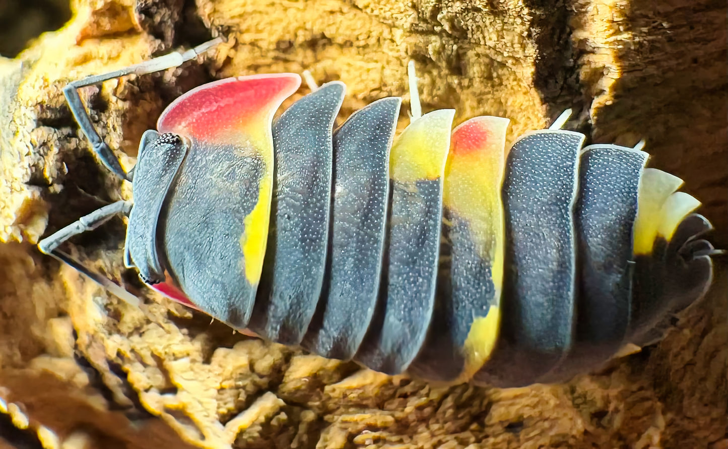 Ardentiella sp "Quadcolor"