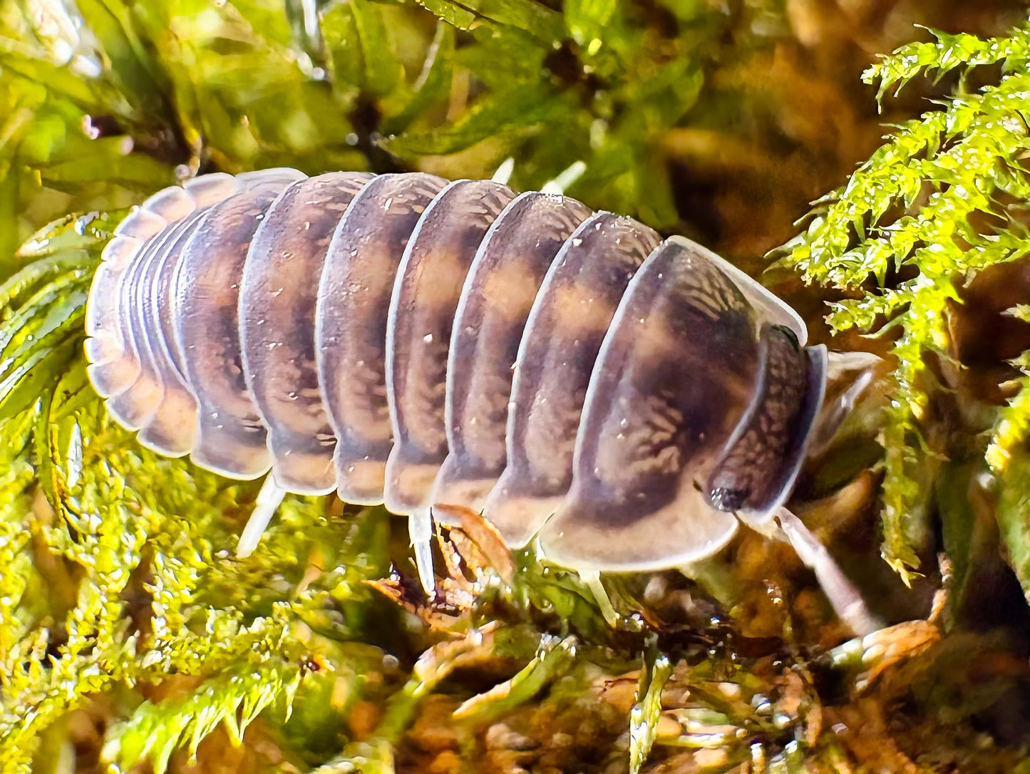 Cubaris sp "Happy Nun"