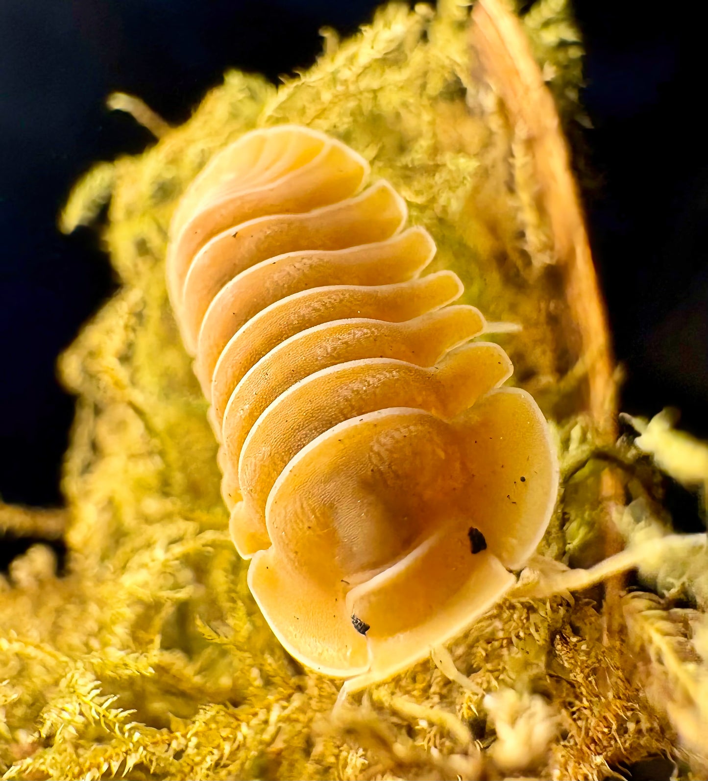 Cubaris sp "Crabby"