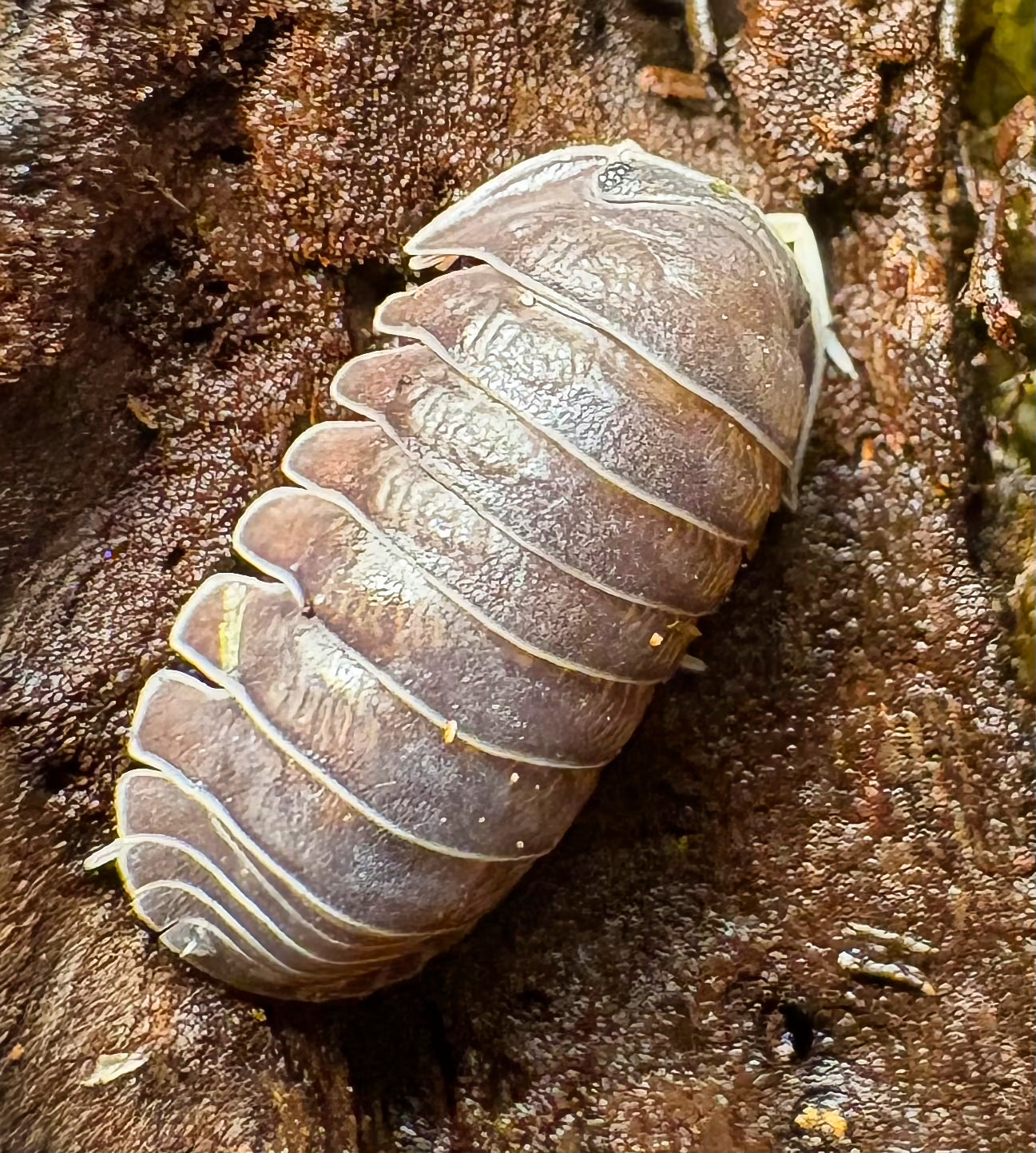 Filipinodillo sp "Nakar"
