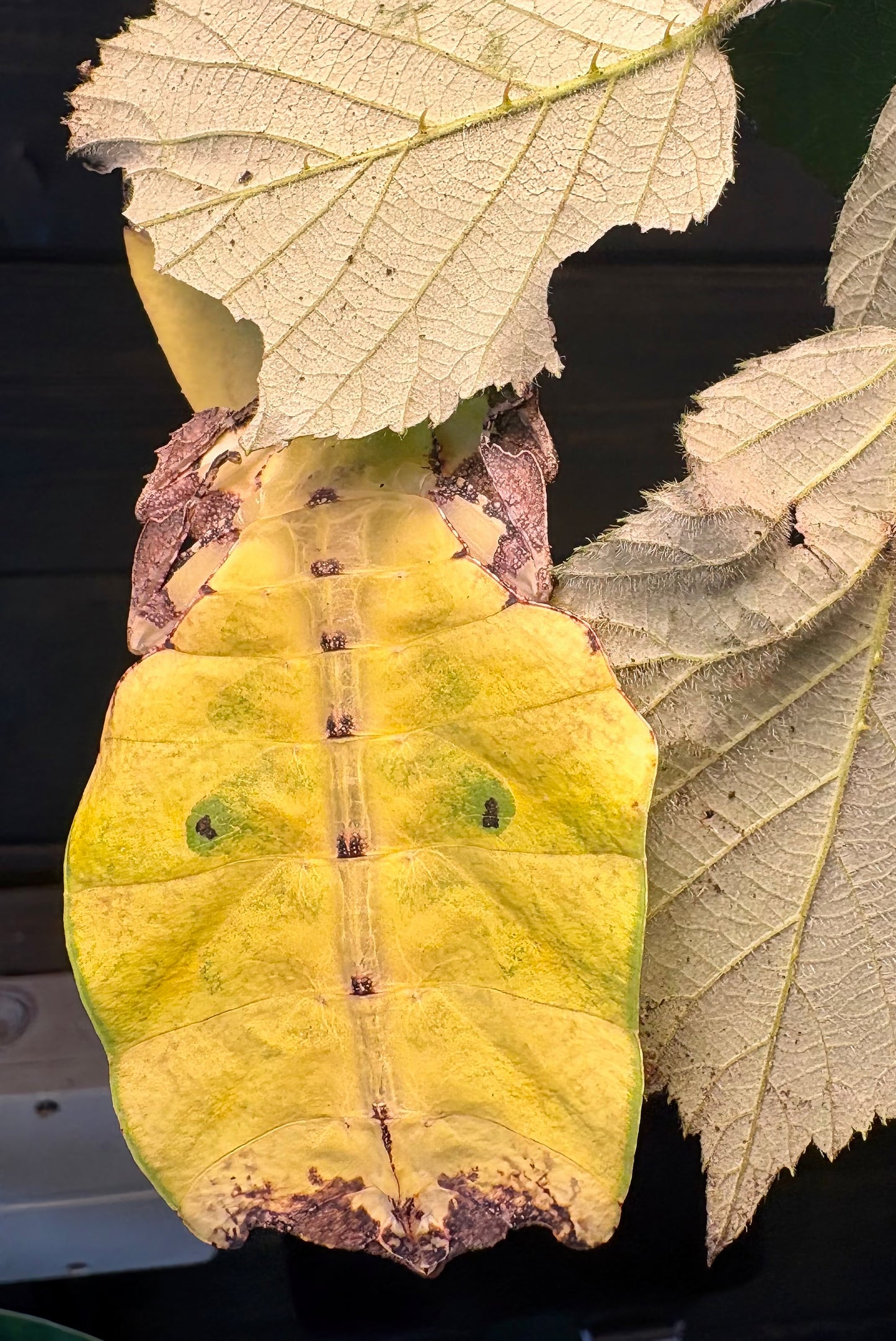 Pulchriphyllium giganteum "Tapah Hills" Nymphs