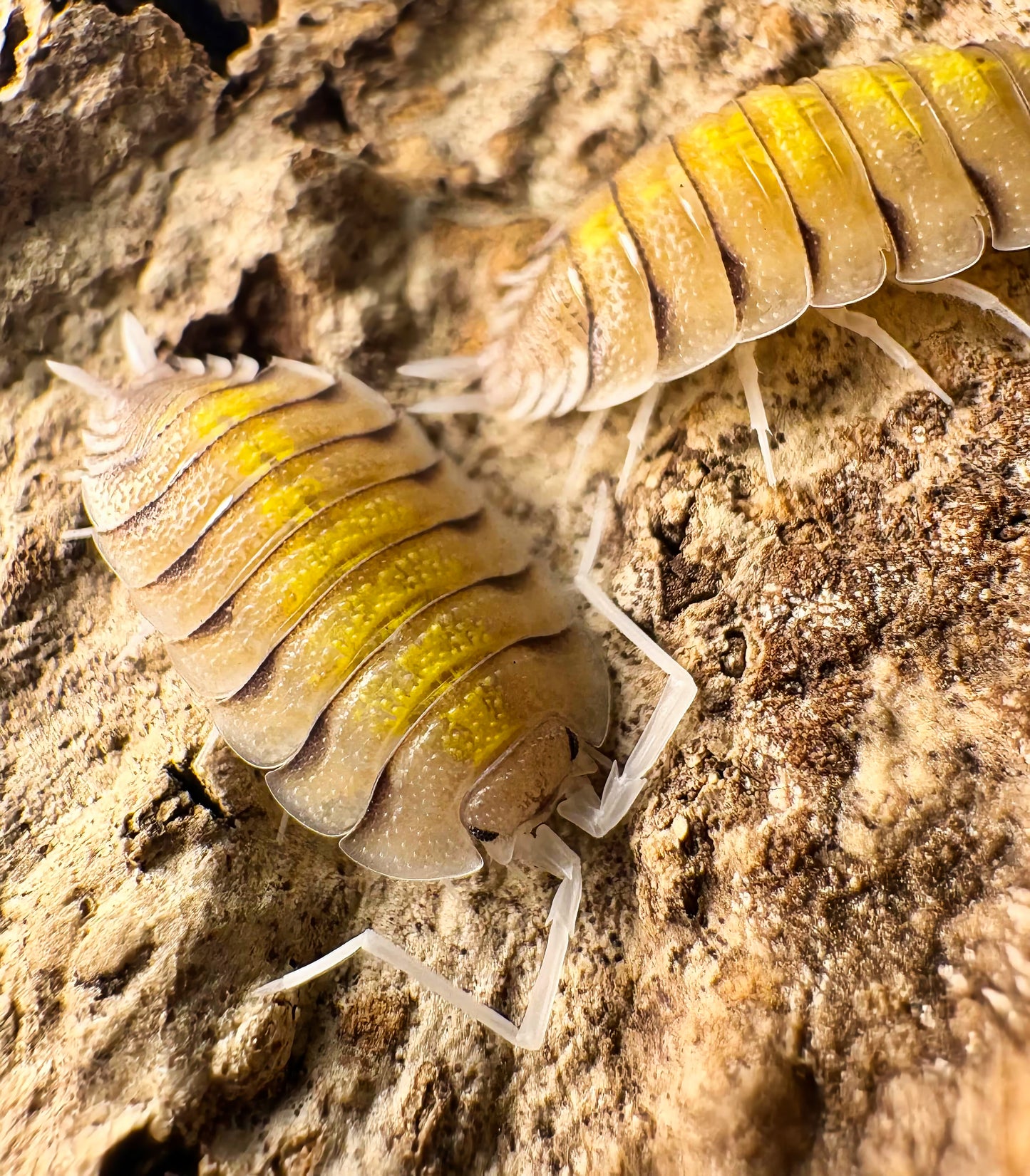 Porcellio bolivari "Yellow Ghost"