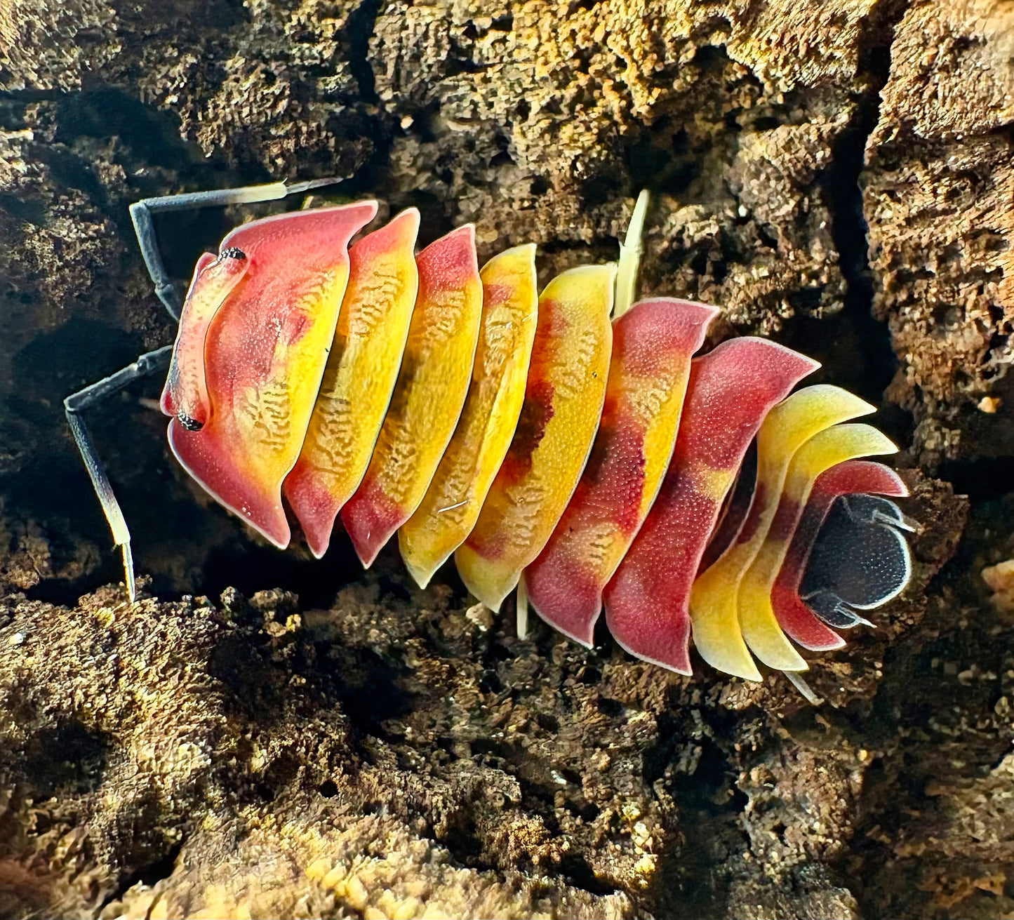 Ardentiella sp "Scarlet"