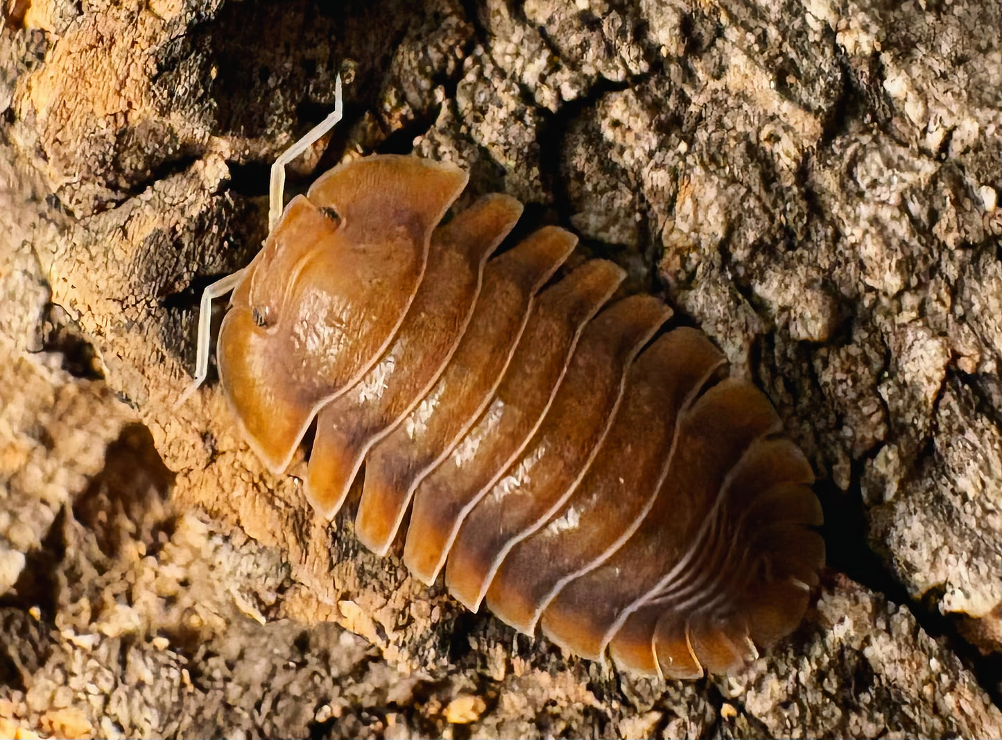 Troglodillo sp "Vex"