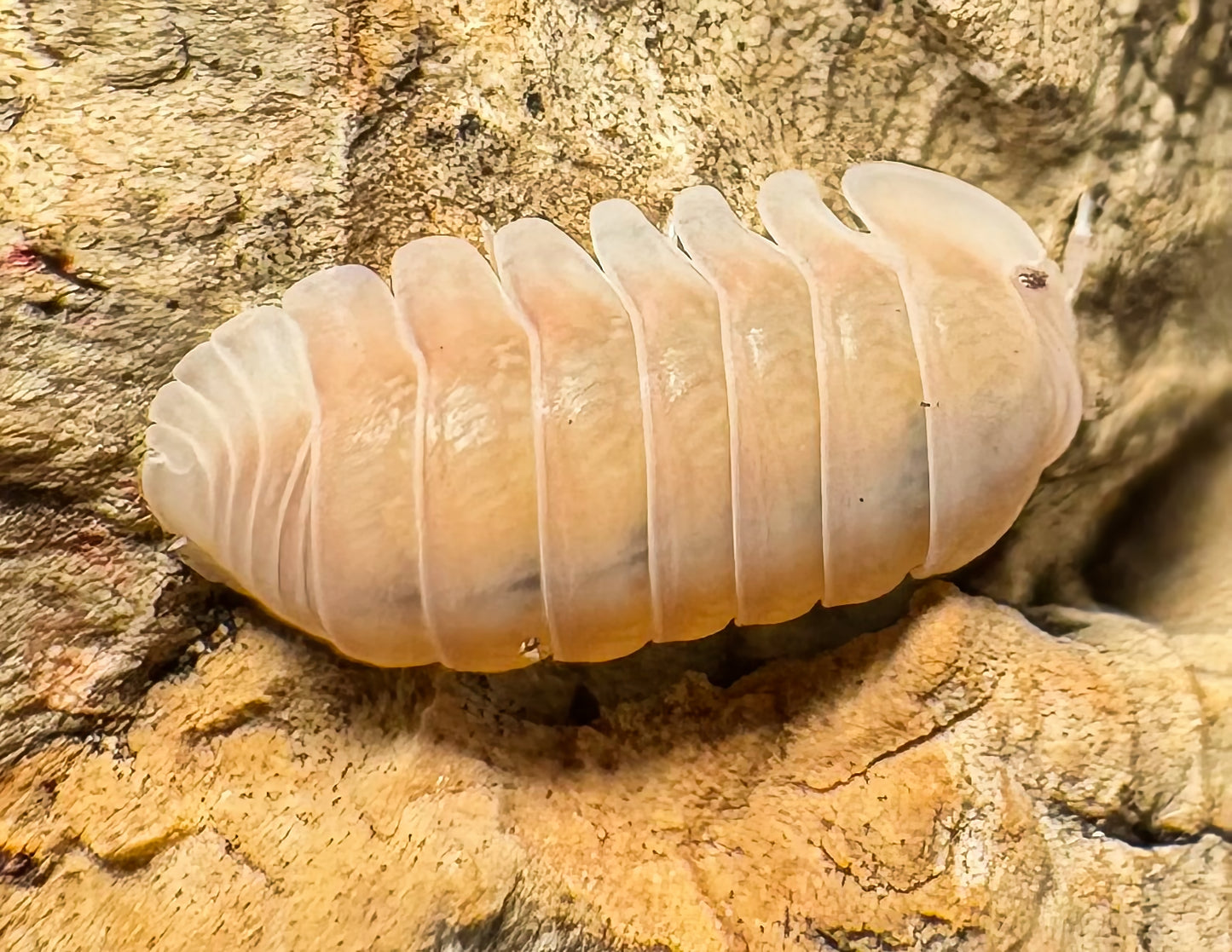 Cubaris sp "Pink Rose"