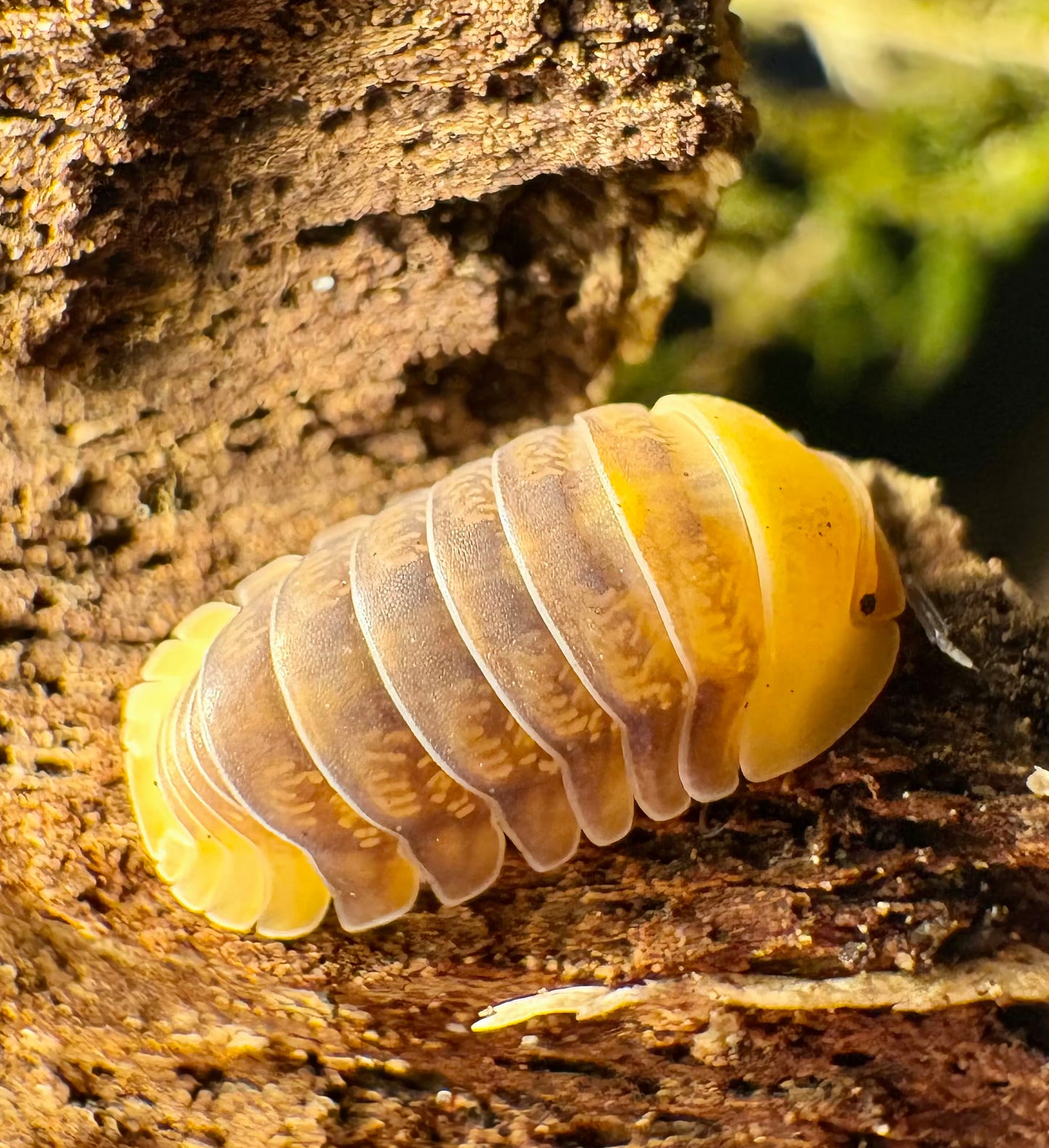 Cubaris sp "Rubber Ducky"