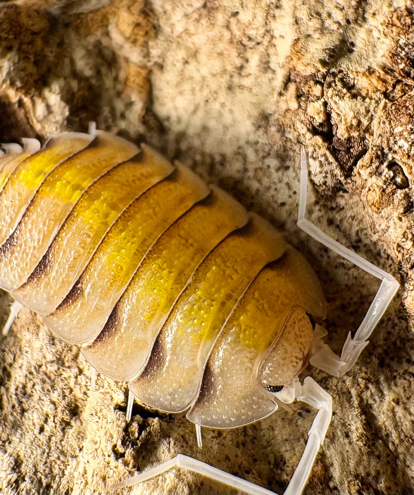 Porcellio bolivari "Yellow Ghost"