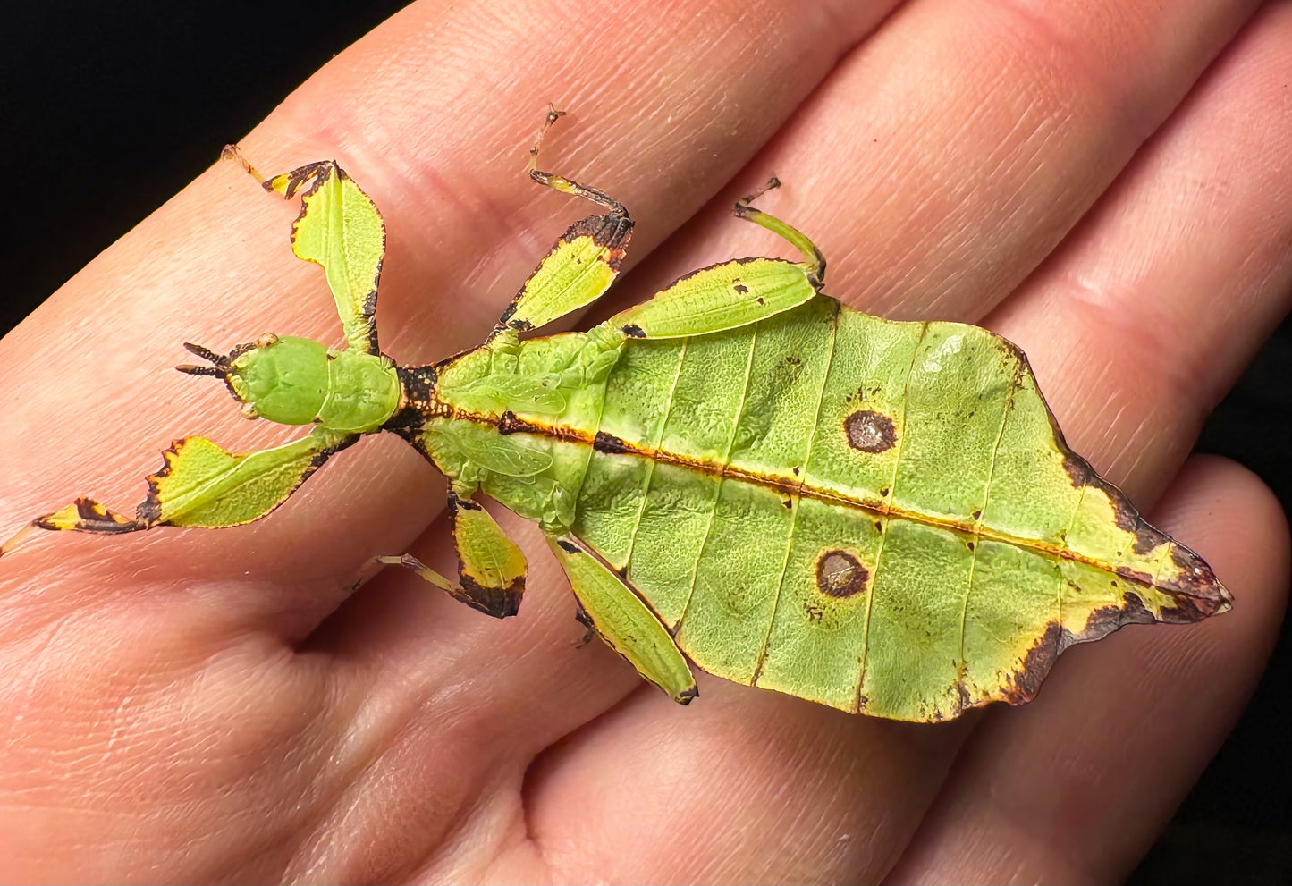 Phyllium gantungense "Rizal" Nymphs