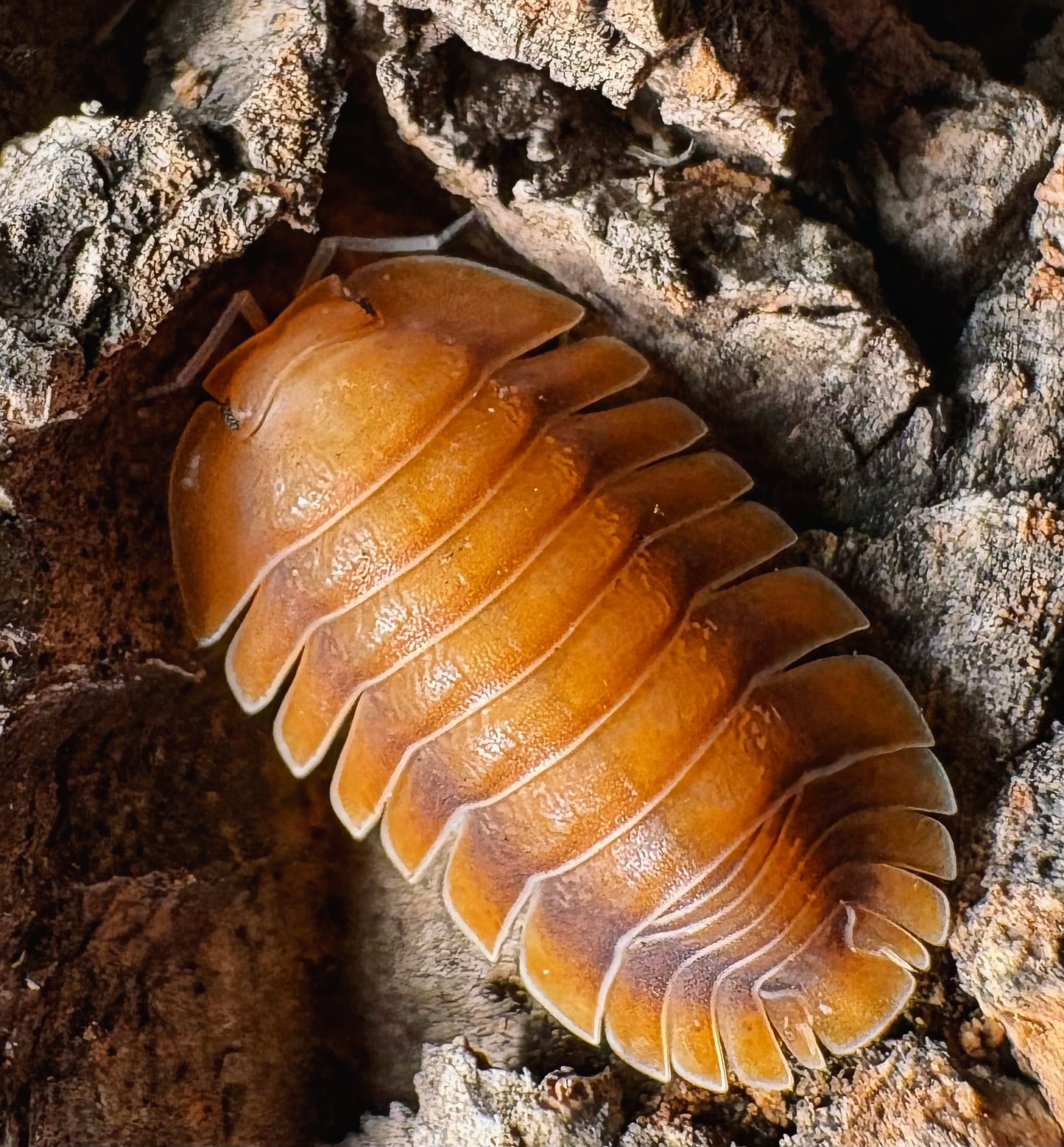 Troglodillo sp "Vex"