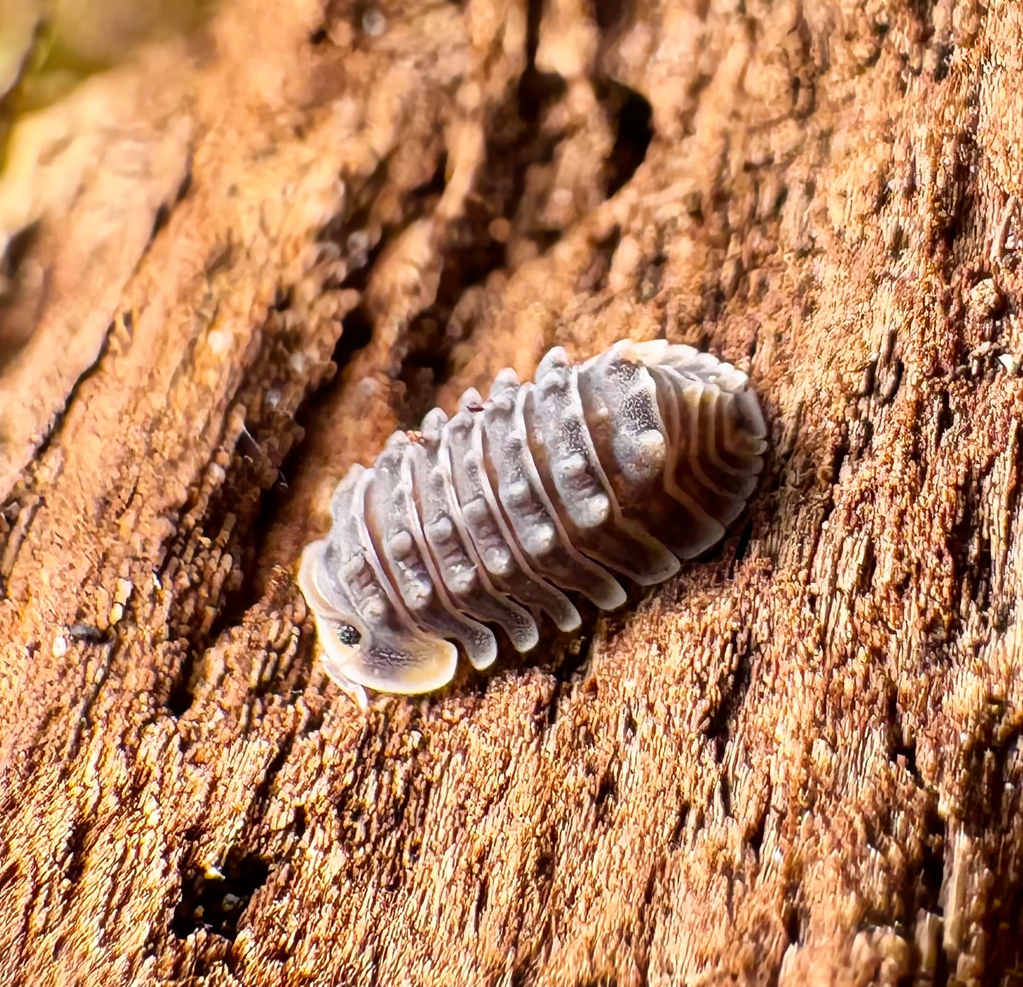 Isopoda sp "Shiny Gator"