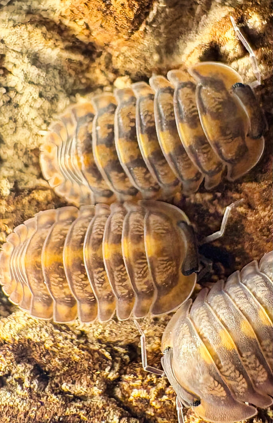 Cubaris sp "Phipun Tiger"