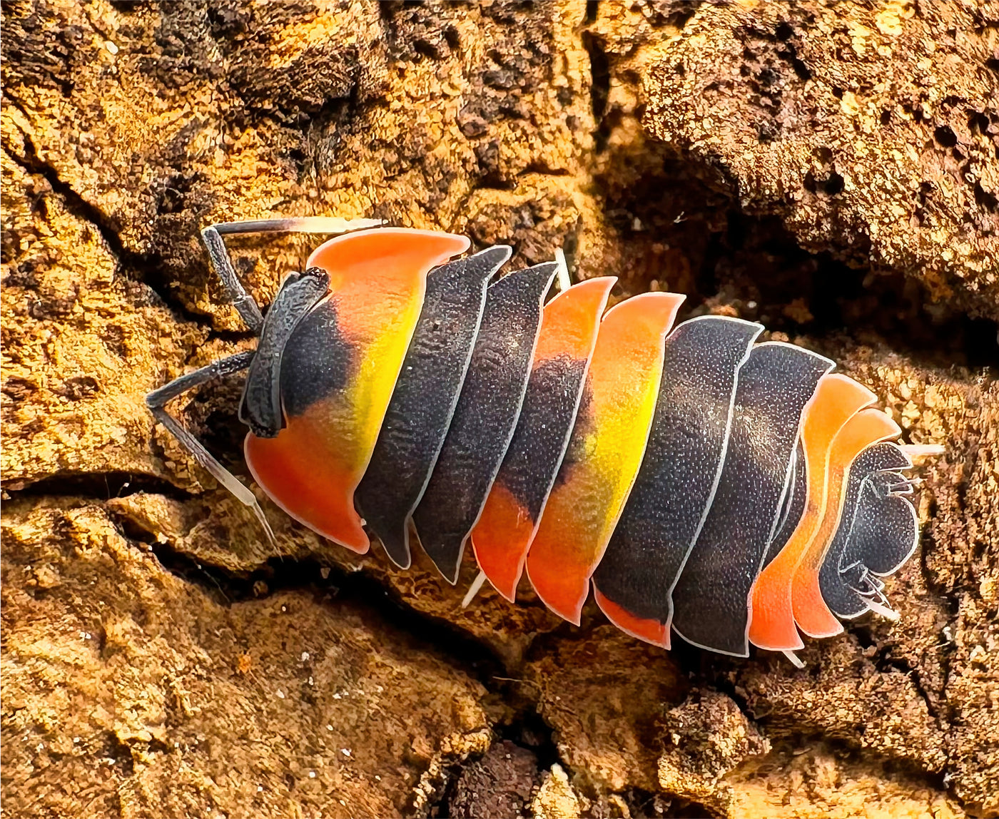 Ardentiella sp "Blister Fire"