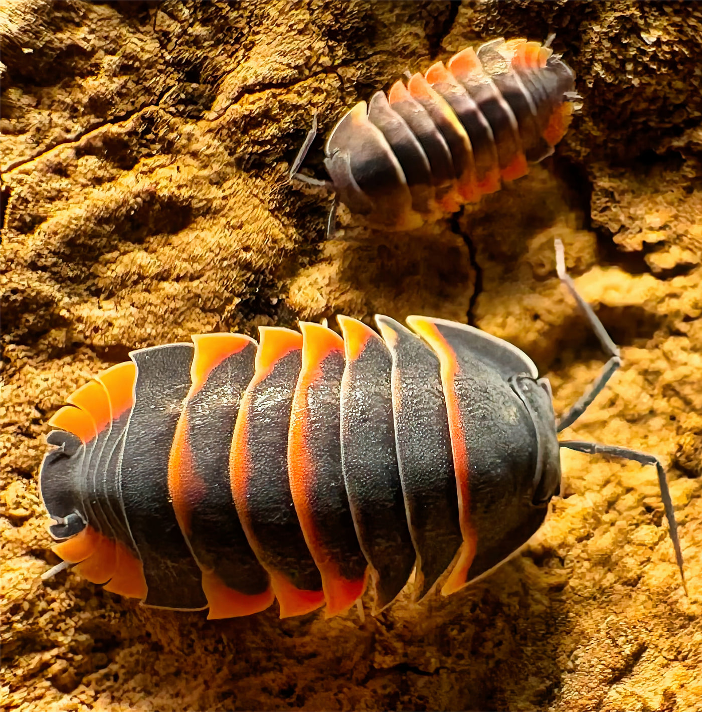Ardentiella sp "Ember Bee"