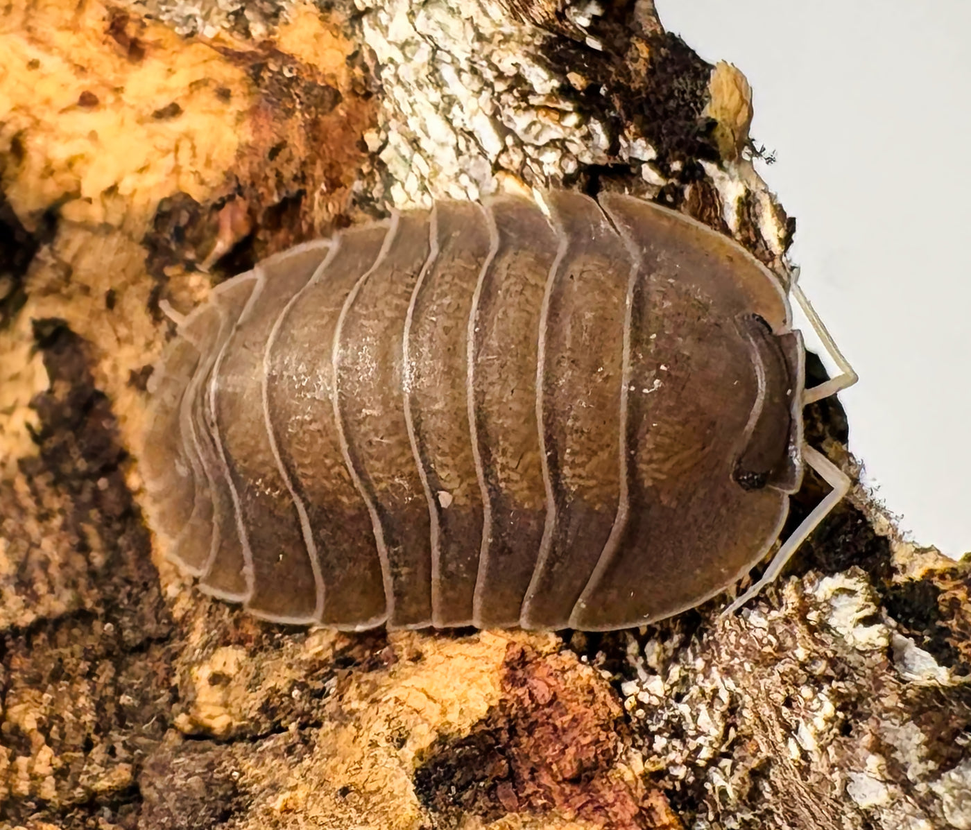 Troglodillo sp "Brown Bear"