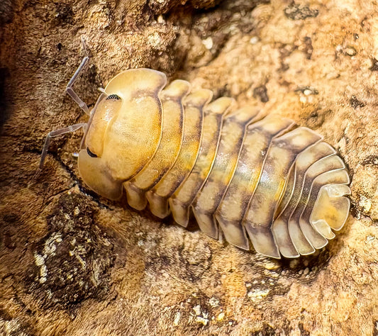 Cubaris sp "Yellow Tiger"