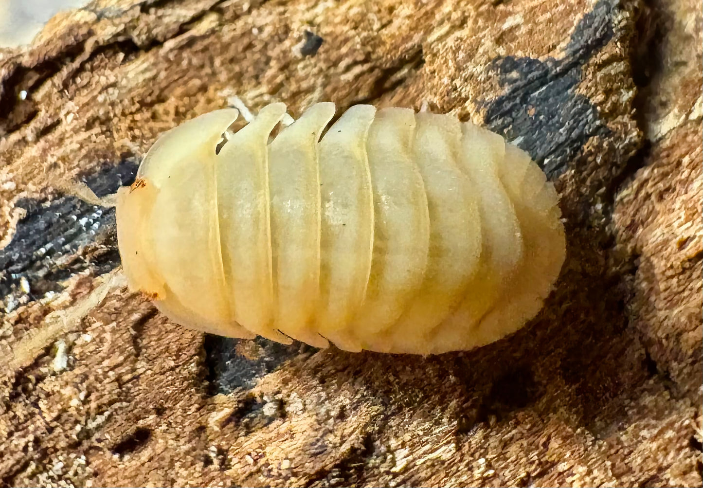 Cubaris sp "Red Edge Peach"