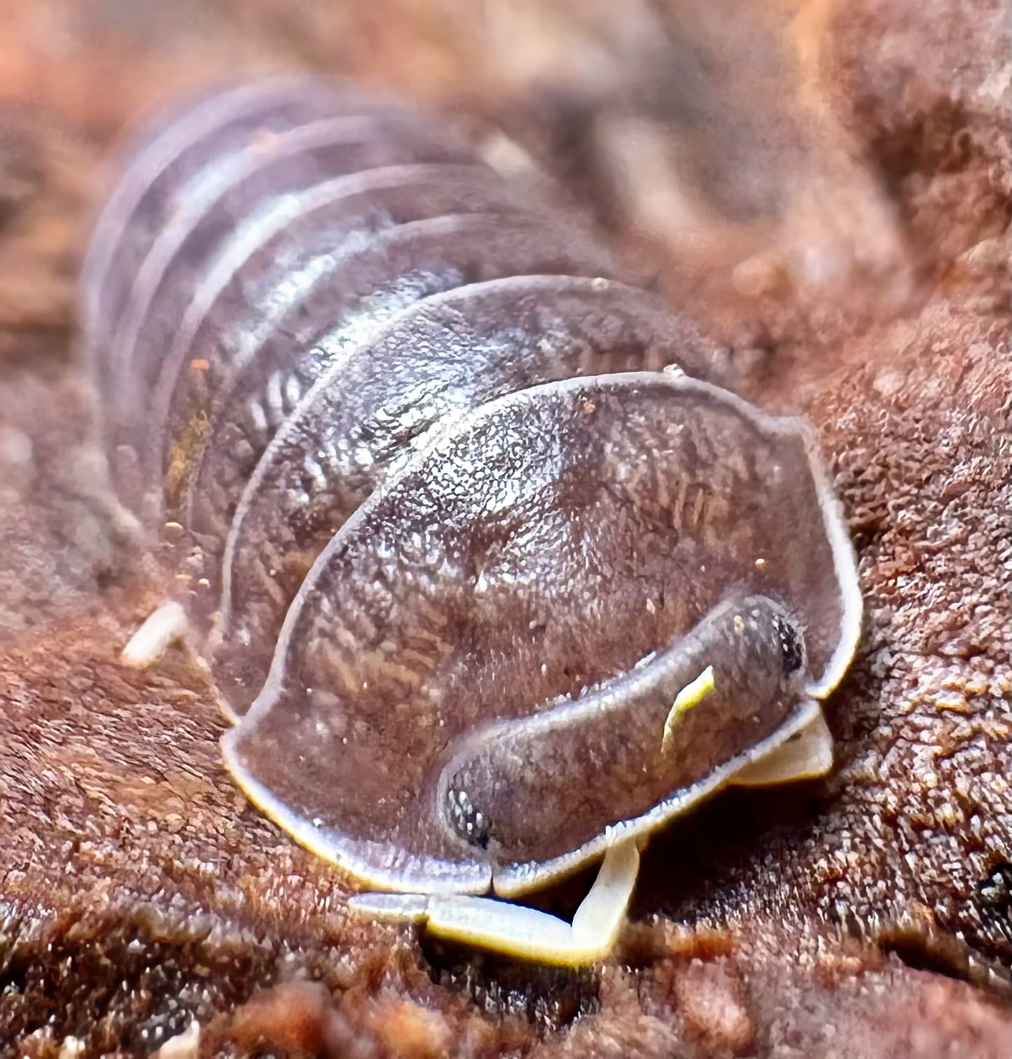 Filipinodillo sp "Nakar"