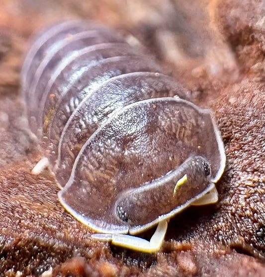Filipinodillo sp "Nakar"
