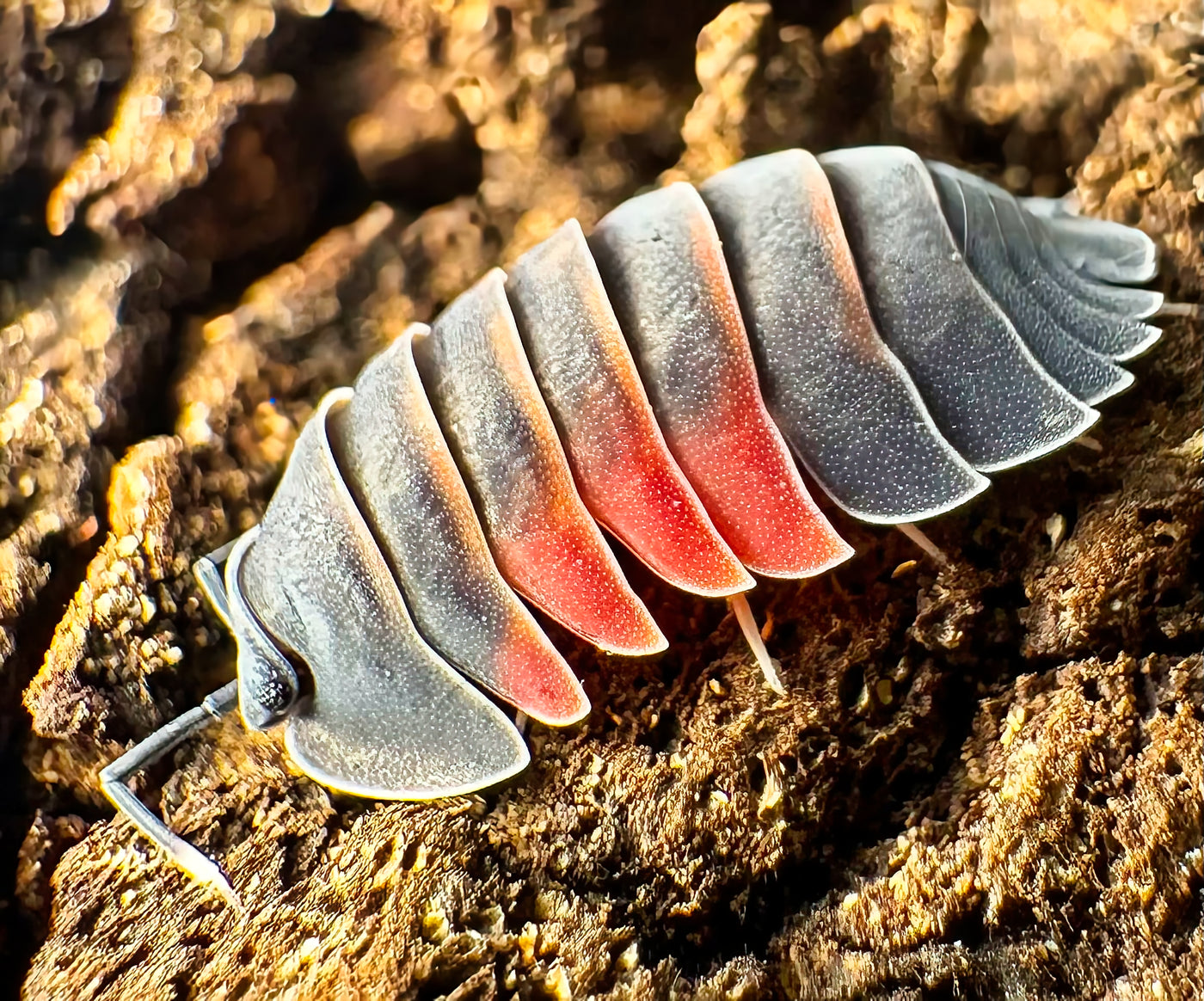 Ardentiella sp "Lava"