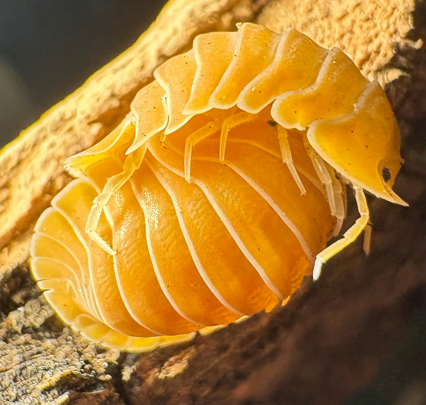 Cubaris sp "Crabby"