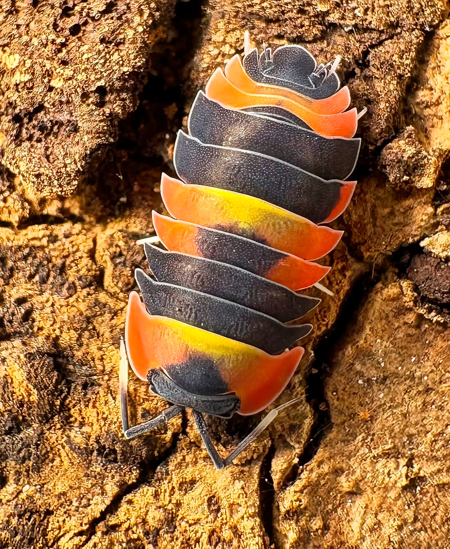 Ardentiella sp "Blister Fire"