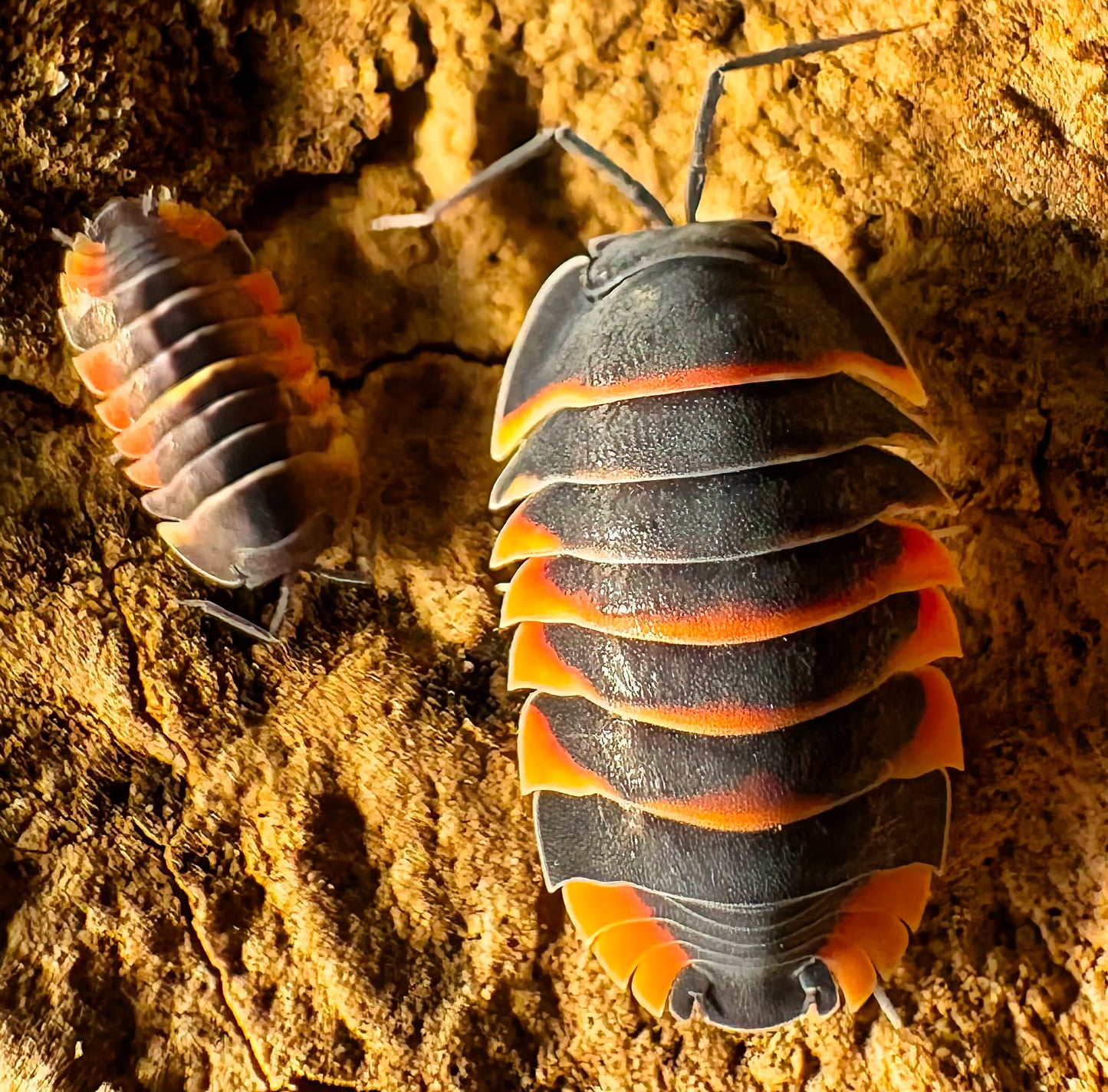 Ardentiella sp "Ember Bee"