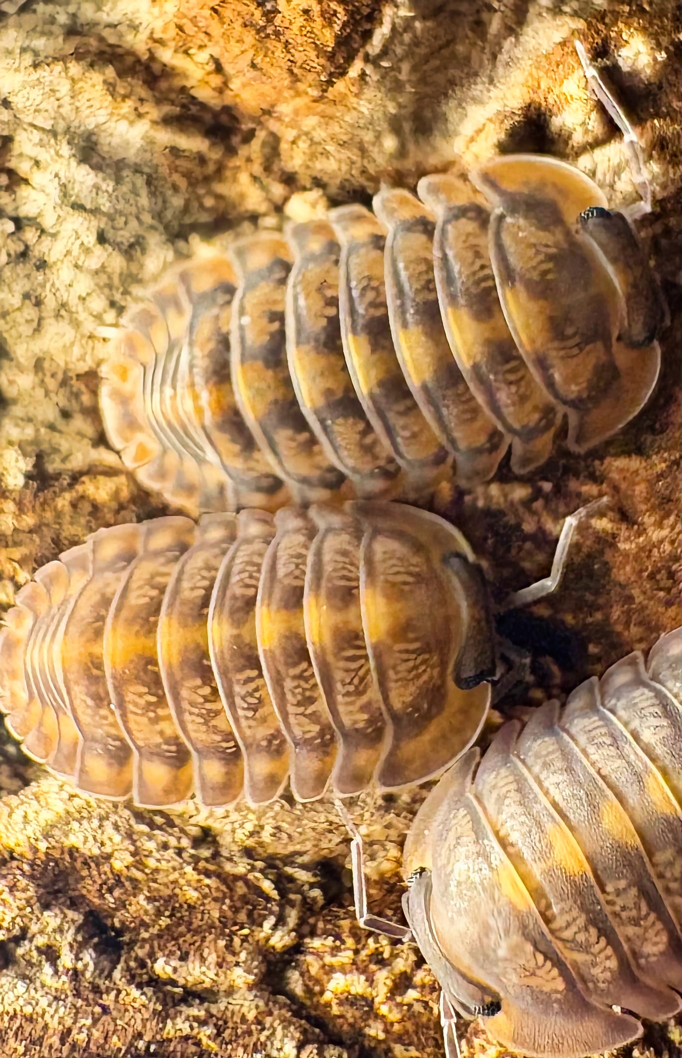 Cubaris sp "Phipun Tiger"