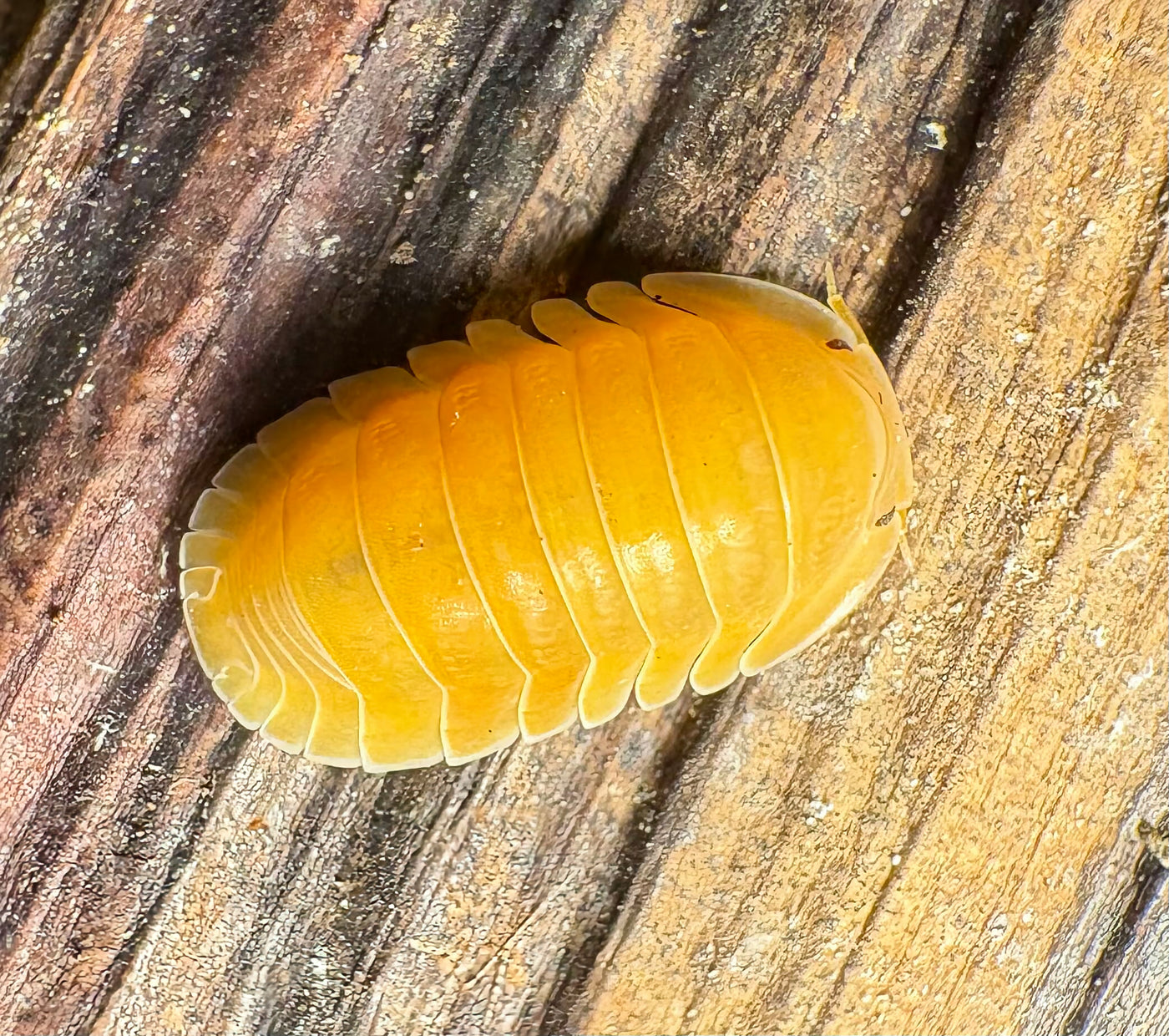 Cubaris sp "Amber Ducky Patternless"