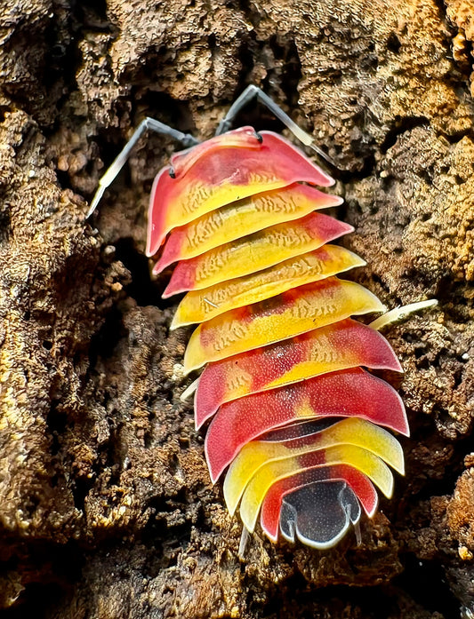 Ardentiella sp "Scarlet"