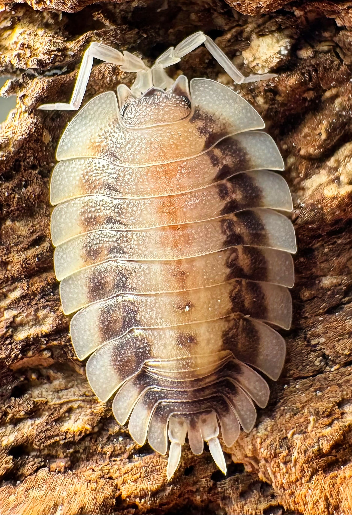 Porcellio werneri "Silverback"