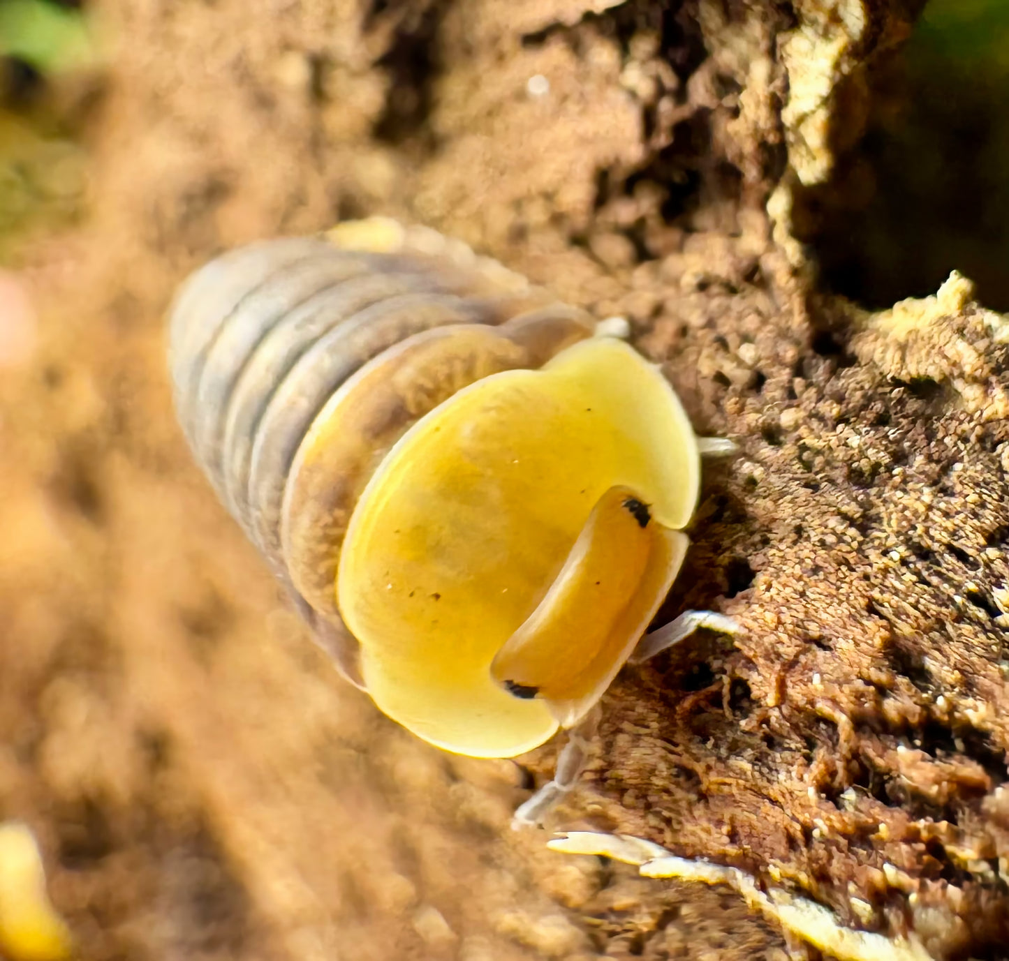 Cubaris sp "Rubber Ducky"