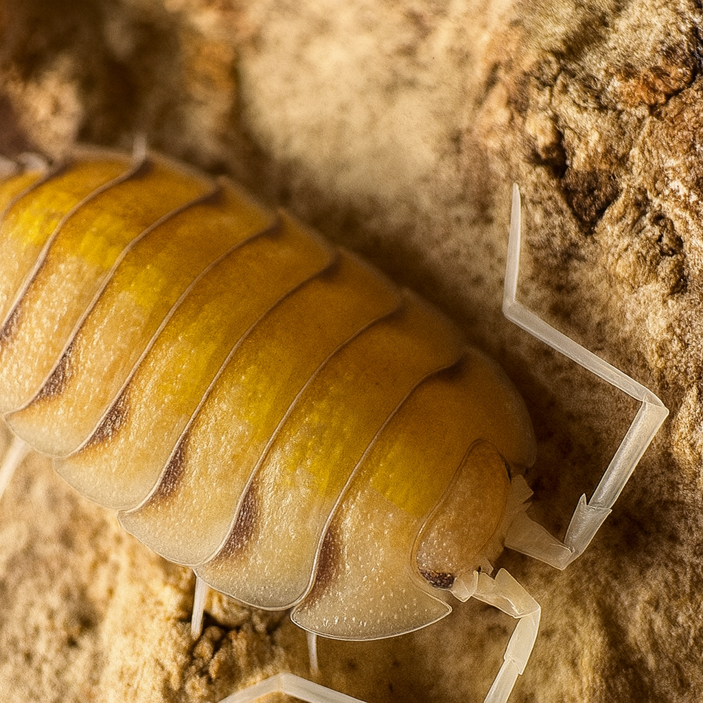 Porcellio bolivari "Yellow Ghost"
