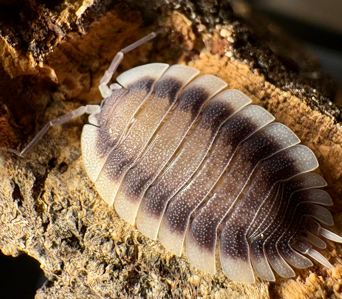 Porcellio werneri