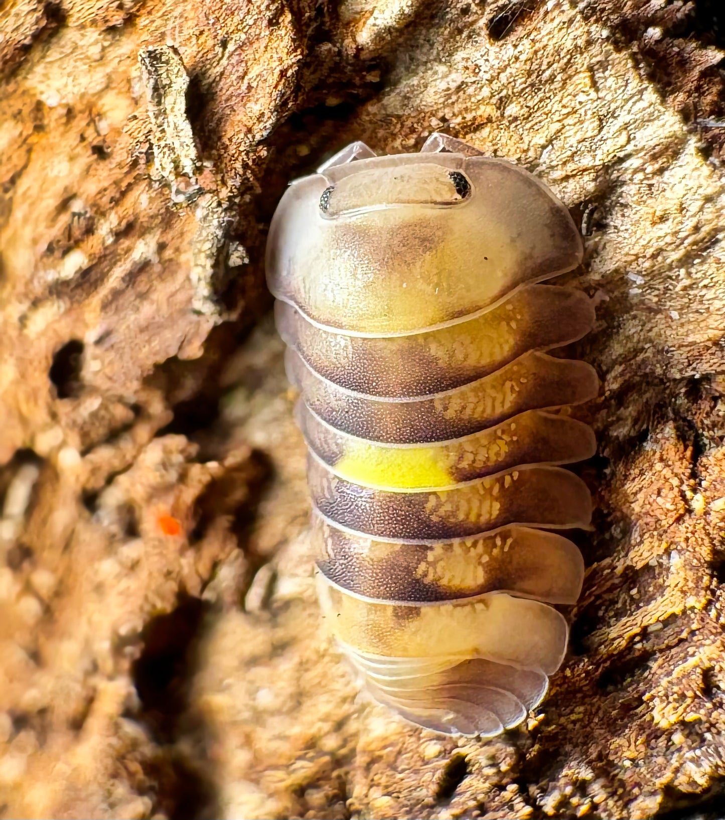 Cubaris sp "Amber Firefly LCF"