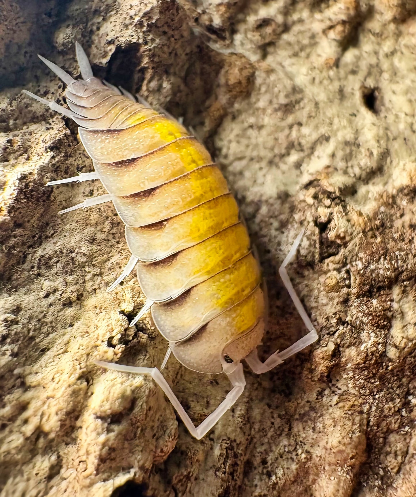 Porcellio bolivari "Yellow Ghost"