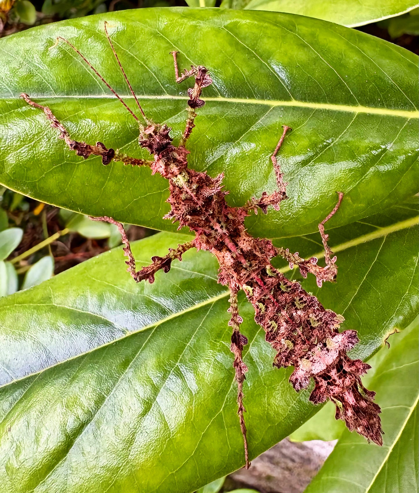 Taraxippus samarae "Siquirres" Nymphs