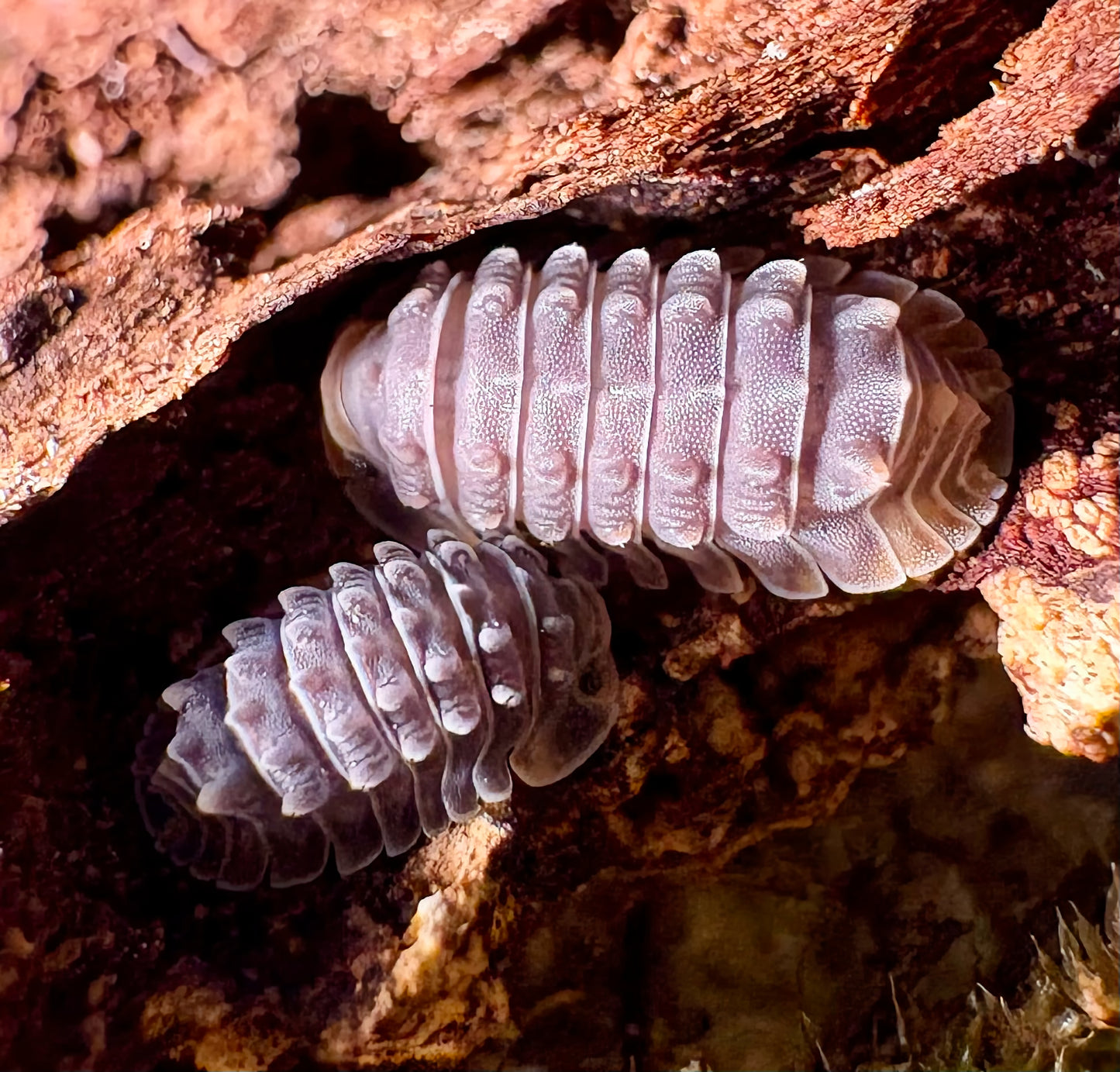Isopoda sp "Shiny Gator"